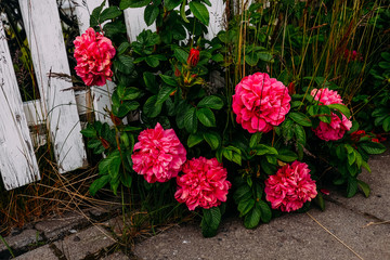 larger pink buds bloom near the pastoral white wall of a house in Iceland in summer