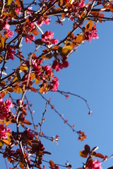 detalles flores