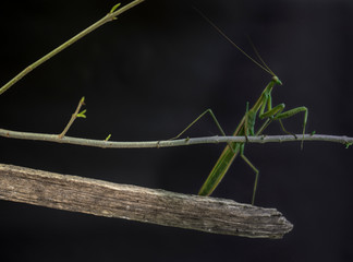 praying mantis