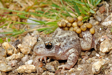 Geburtshelferkröte (Alytes obstetricans boscai) aus Portugal - Common midwife toad from Portugal