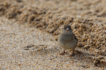 Oiseau