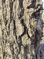tree  bark