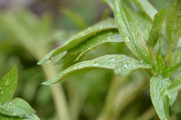 peonies bloom in the garden in spring