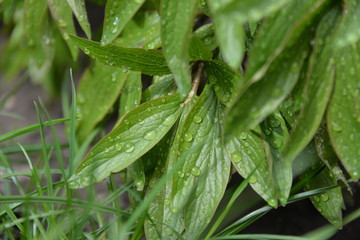 peonies bloom in the garden in spring