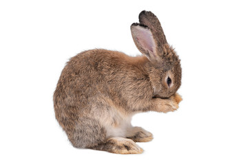 Rabbit on a white background,