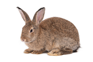 Rabbit on a white background,
