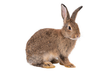Rabbit on a white background,