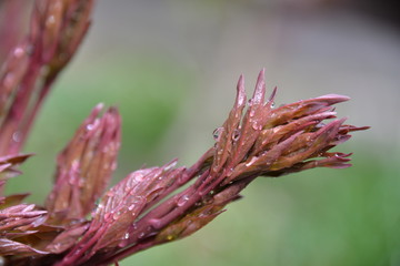 Fototapeta premium peonies bloom in the garden in spring