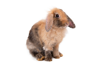 Rabbit on a white background,