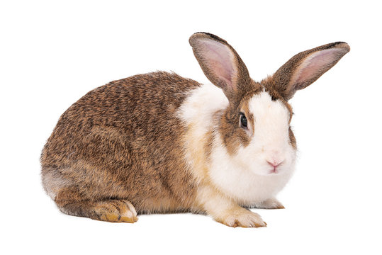 Rabbit on a white background,