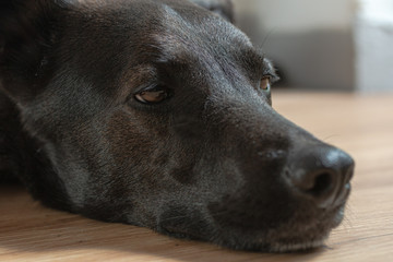 Black Dog sleeping on the Ground