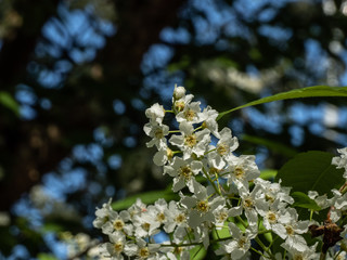 HIGH ELEVATION BLOSSOMS AGAINST DARK TREE AND SKY