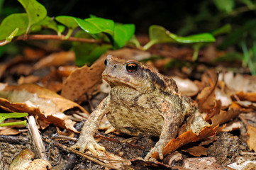 Spiny Toad / Iberische Erdkröte, Mittelmeer-Erdkröte (Bufo spinosus / Bufo bufo spinosus) SPAIN /  SPANIEN 