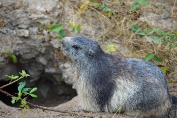 marmotte