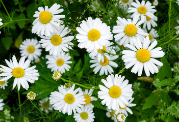 Chamomile flowers field. Beautiful blooming medical roman chamomiles. Herbal medicine, aromatherapy concept. Selective focus