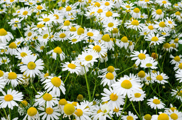 Chamomile flowers field. Beautiful blooming medical roman chamomiles. Herbal medicine, aromatherapy concept. Selective focus