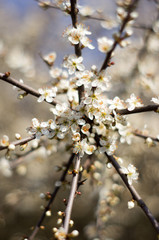 White flowers on a tree twig. Early spring sunny day. Radially branches