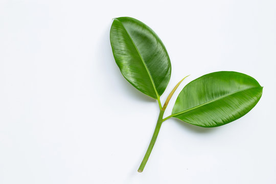 Rubber Plant Leaves On  White Background.