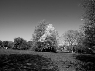 BLACK AND WHITE SHOT OF TREE AGAINST A CLEAR SKY