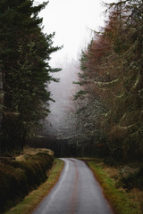 Fototapeta premium road in the forest