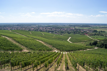 Fototapeta na wymiar Rows of vineyard in the village of Tokaj in Hungary, view from the top of the hill