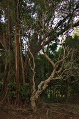 Fototapeta premium Eastern India. The State Of Assam. An ancient tree with a thick trunk, on the territory of a Hindu temple near the city of Guwahati.