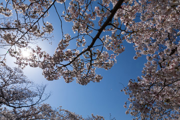 満開の桜