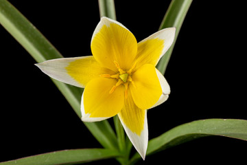 Fototapeta premium Flower of tulipa Tarda, botanical tulip, isolated on black background