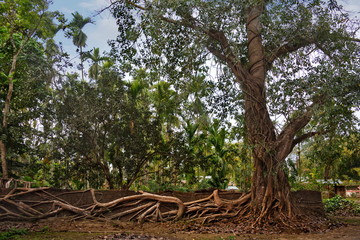 Fototapeta premium Eastern India. The State Of Assam. A huge ficus tree that has taken root along the wall of a stone fence in a farming village