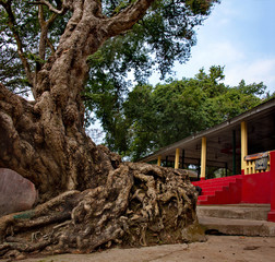 Eastern India. The State Of Assam. An ancient tree with a thick trunk, on the territory of a Hindu temple near the city of Guwahati.