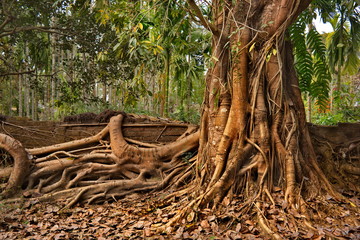 Eastern India. The State Of Assam. A huge ficus tree that has taken root along the wall of a stone fence in a farming village