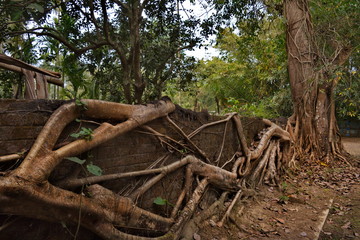 Eastern India. The State Of Assam. A huge ficus tree that has taken root along the wall of a stone fence in a farming village