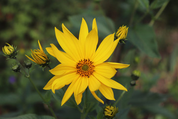 Growing yellow Helianthus Tuberosus Flower head against its natural foliage background, also known as Jerusalem artichoke, sunchoke, earth apple and topinambour. Food source.