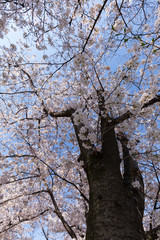 満開の桜