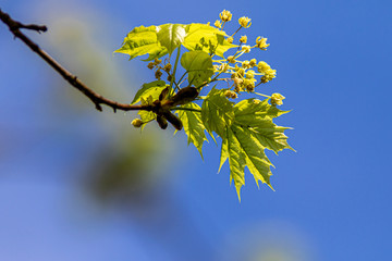 Young maple branch