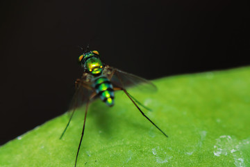 Close up a Robber fly on green leaves