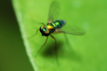 Naklejka premium Robber fly on green leaves