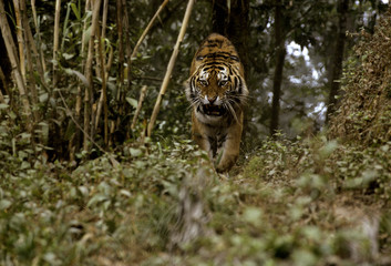 The Bengal tiger