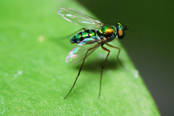 Robber fly on green leaves