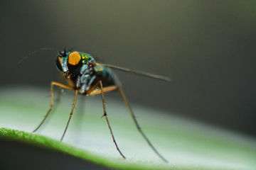 Fototapeta premium Robber fly on green leaves