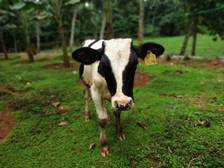 black and white cow