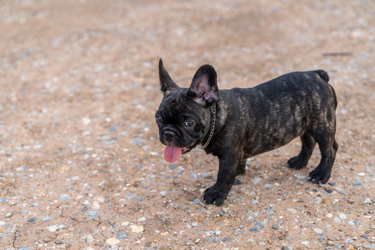 Brindle French bulldog puppy standing alone outside.