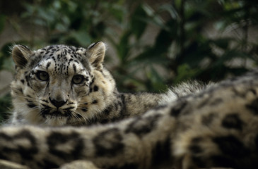 Fototapeta na wymiar The snow leopard (Panthera uncia)