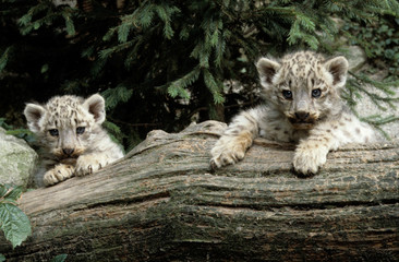 The snow leopard (Panthera uncia)