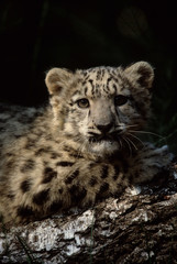 Obraz na płótnie Canvas The snow leopard (Panthera uncia)