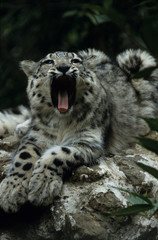 The snow leopard (Panthera uncia)