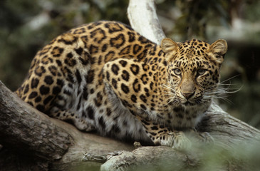 Naklejka na ściany i meble The Amur leopard (Panthera pardus orientalis)