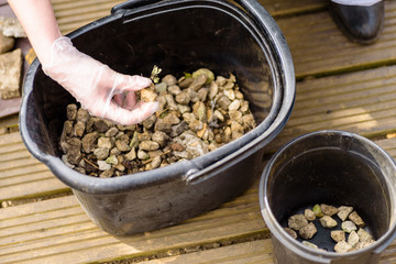 female hand sorting garden stones inside plastic bucket outdoor getting ready for new season gardening