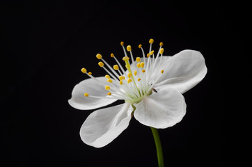 Spring flowering, cherry flower, inflorescence, on a black background.