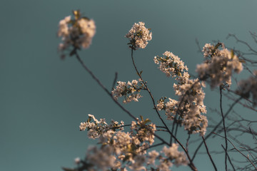 blossom sunset